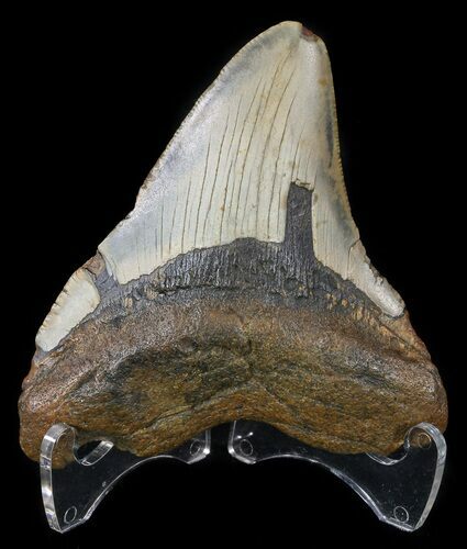 Bargain, Megalodon Tooth - North Carolina #54794